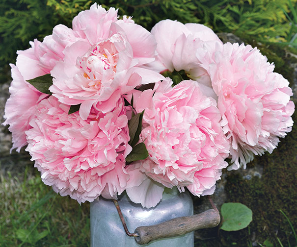 a metal can with a wooden handle filled with 'Sarah Bernhardt' peony stems