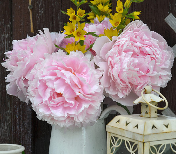 a white metal can filled with soft pink 'Sarah Bernhardt' peony blossoms and yellow perennials flowers
