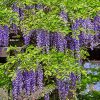 Rows of wisteria clusters drooping from the vine with foliage along them