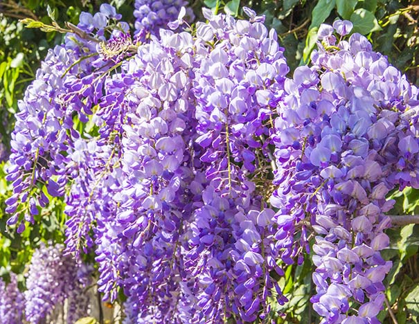 Clusters of blue-violet drooping wisteria blossoms with foliage fading in the background