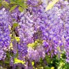 Clusters of blue-violet wisteria flowers drooping from the vine