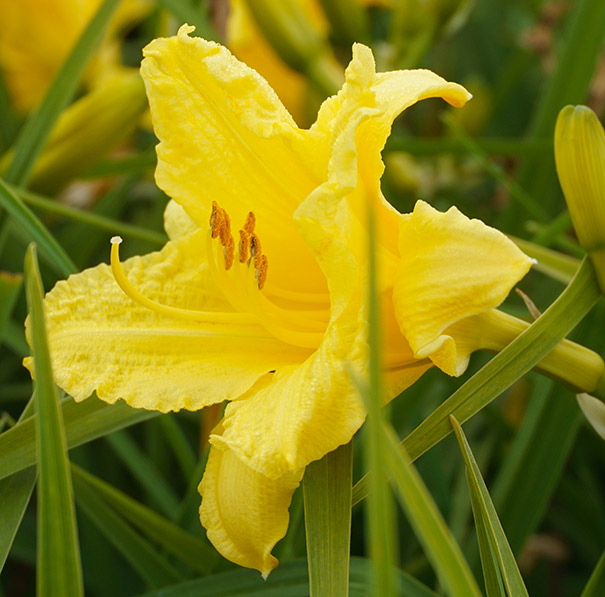 a single 'Happy Returns' daylily blossom surrounded by foliage