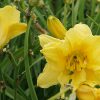 a few yellow 'Happy Returns' daylily blossoms