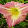 a single pink and yellow 'Pink Tirzah' daylily blossom