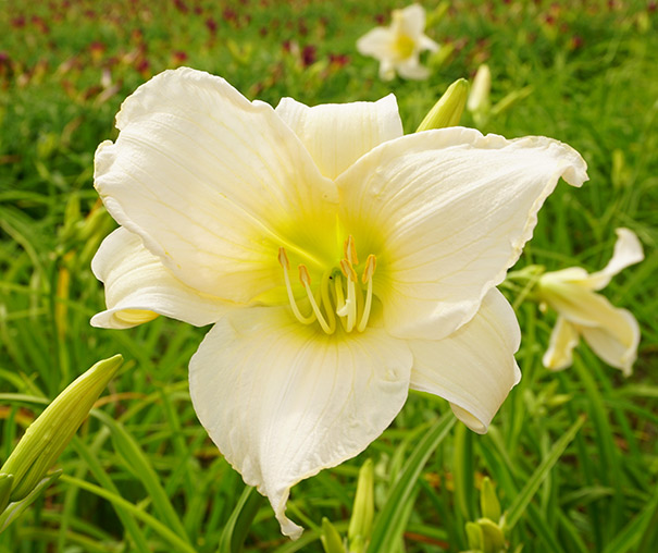 a single 'Serene Madonna' daylily blossom surrounded by foliage