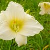 a few 'Serene Madonna' daylily blossoms surrounded by foliage