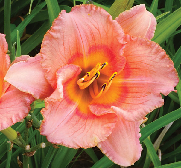 a single 'Siloam Little Girl' daylily blossom surrounded by foliage