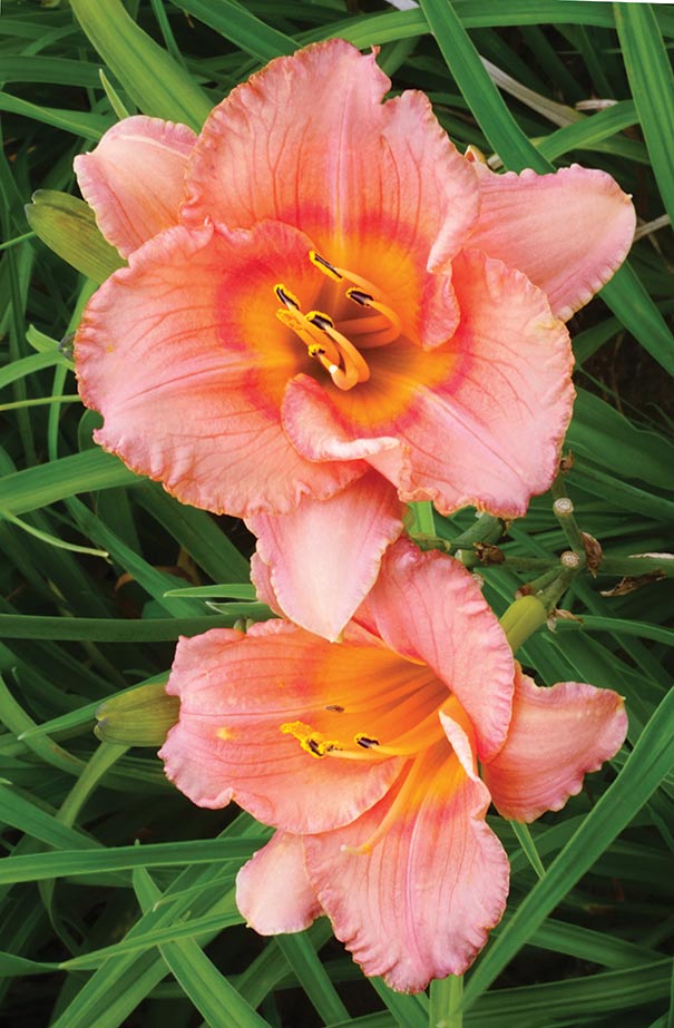 two 'Siloam Little Girl' daylily blossoms surrounded by foliage