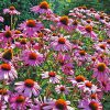 multiple pink Echinacea Magnus blossoms in a garden
