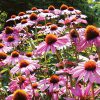 groups of Echinacea Magnus blossoms in a garden