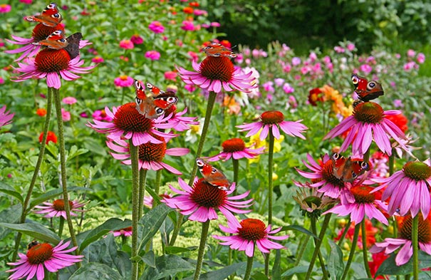 towering Echinacea coneflowers in a blossoming garden covered in butterflies