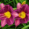 two 'Purple De Oro' daylily blossoms surrounded by foliage