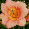 close up image of a shrimp pink 'Siloam Little Girl' daylily blossom
