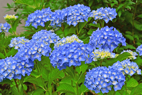 blue flowerheads on an 'All Summer Beauty' hydrangea shrub