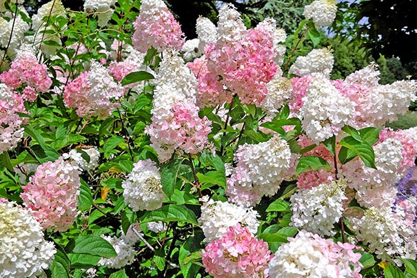conical pink and white 'PeeGee' hydrangea clusters on the shrub
