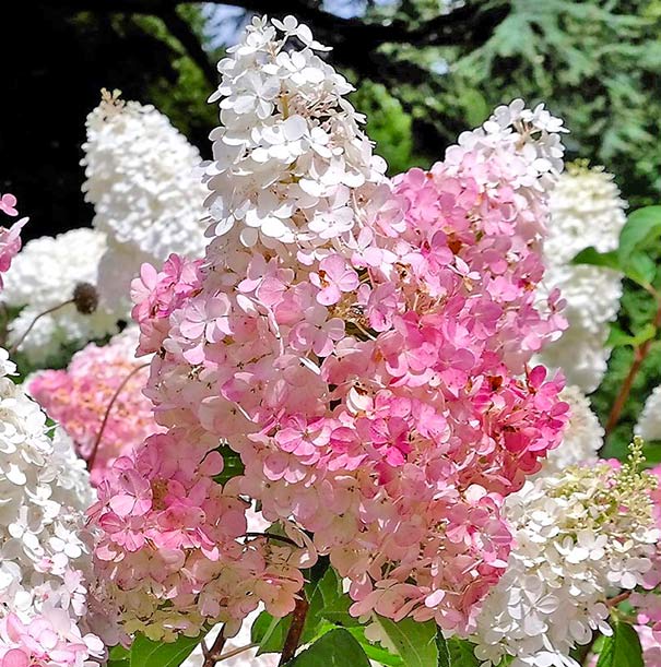 pink and white cone shaped flower clusters on the 'PeeGee' Hydrangea