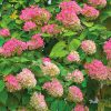 pink and cream 'PeeGee' hydrangea flowerheads on a shrub