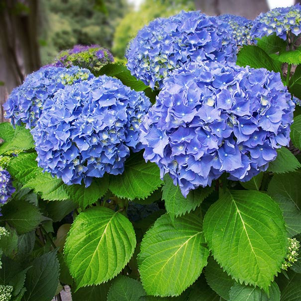 close up image of blue rounded hydrangea flower heads