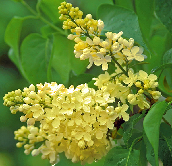 two yellow single blossom clusters on a 'Primrose' lilac stem