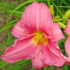 a single bright pink 'Rosa Bellini' daylily blossom surrounded by foliage