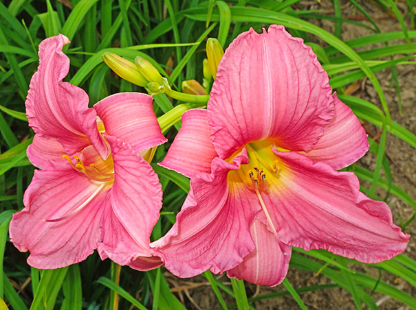 two pink 'Rosa Bellini' daylily blossoms surrounded by foliage