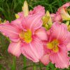 two pink 'Rosa Bellini' daylily blossoms