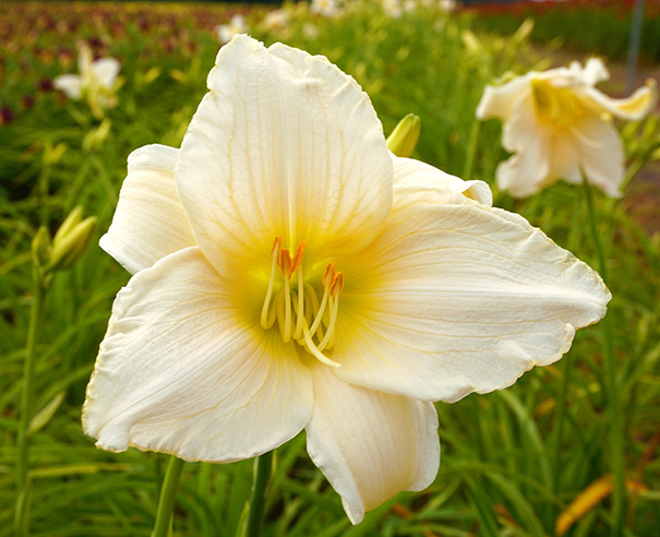 a close up image of a creamy yellow 'Serene Madonna' daylily blossom