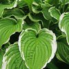 textured green and white leaves of 'Albo Marginata' hosta