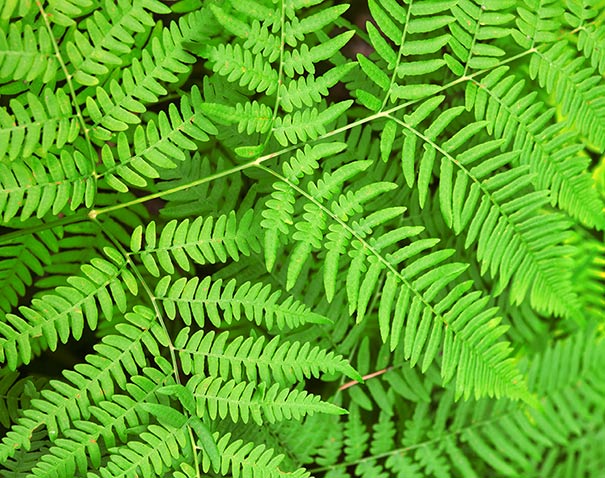 close up image of fronds of the Christmas Fern