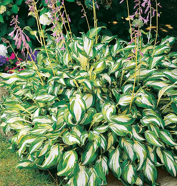 a mound of 'Medio Variegata' Hosta with green and white leaves and tall stems of purple flowers