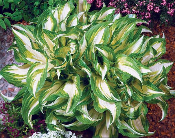a mound of 'Medio Variegata' hosta in a landscape with green and white leaves