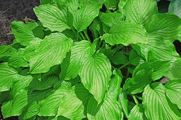 green texutred leaves of the 'Royal Standard' hosta