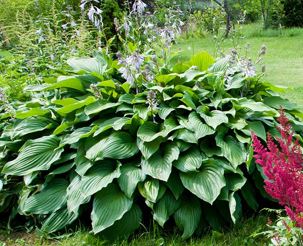 a large mound of 'Royal Standard' hosta in a landscape with astilbe