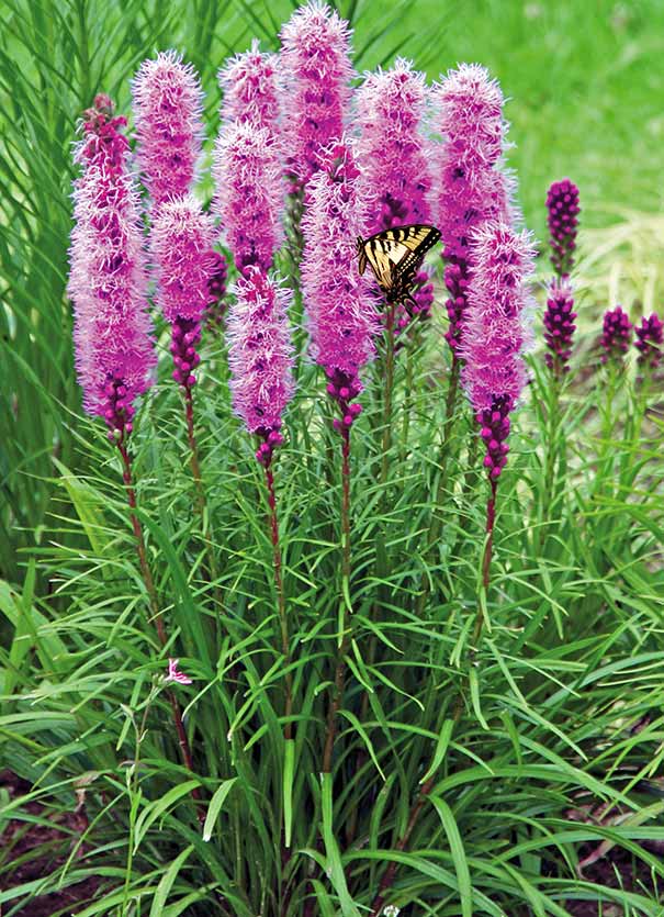 a group of Liatris spicata with a butterfly on it