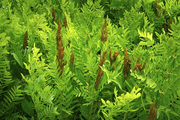 image of Royal Ferns from above
