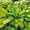 a mound of 'Gold Standard' hosta with stems of purple flowers rising above
