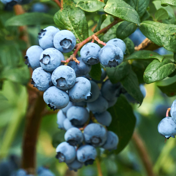 cluster of Blueberry 'Jersey' blueberries with foliage