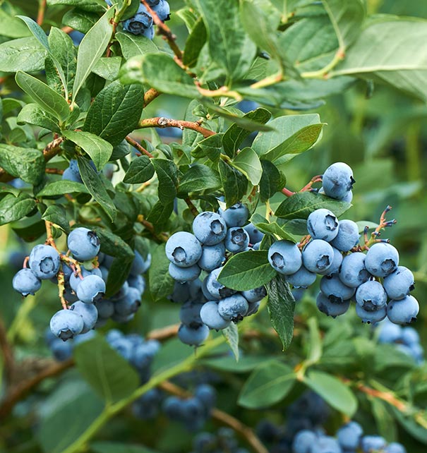 a few clusters of Blueberry 'Jersey' blueberries on a branch