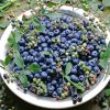bowl of Blueberry 'Biloxi' berries with small blueberry branches scattered over top