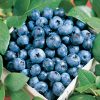 basket of blueberries 'Blueray'