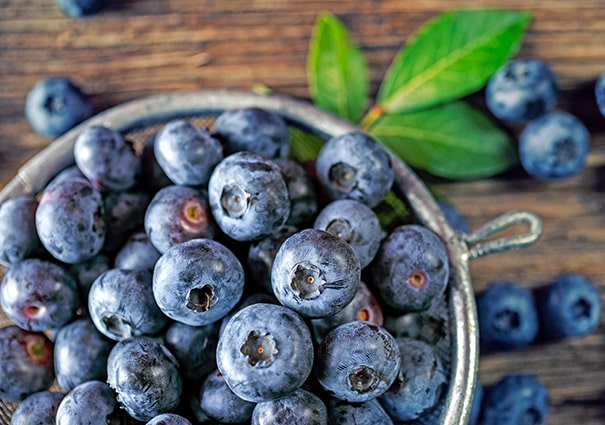 strainer full of Blueberry 'Sharpblue' berries