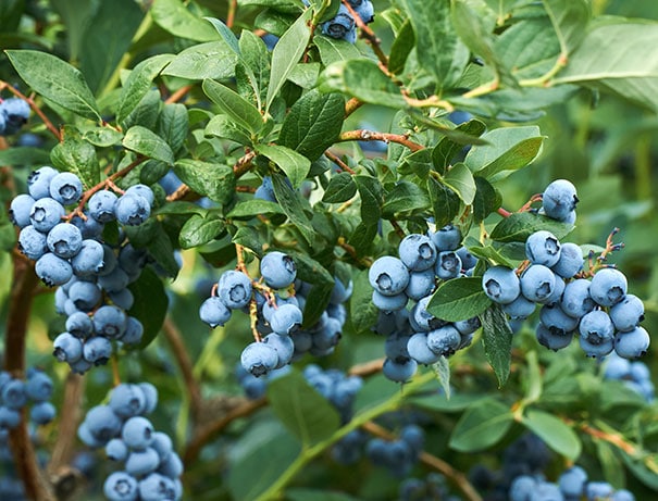 clusters of Blueberry 'Sharpblue' berries on branches