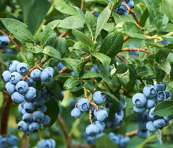 clusters of blueberries on branches of a bush