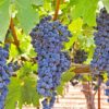 clusters of Grape 'Concord' grapes dangling from a vine in a vineyard