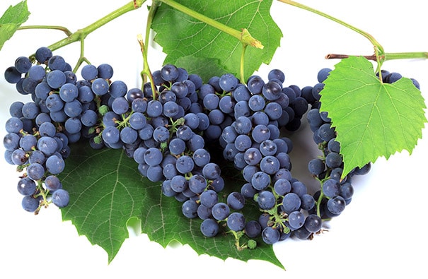 'Concord' Grape clusters on a vine with a white background