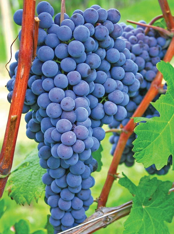 blue Grape 'Beta' grapes clustered on a vine