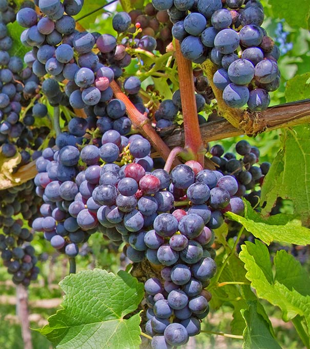 clusters of Grape 'Beta' fruit dangling from the vine