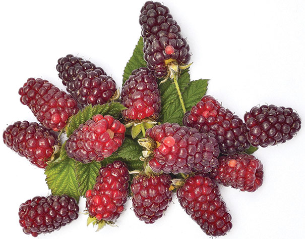 pile of 14 Loganberries on a few leaves of foliage with a white background