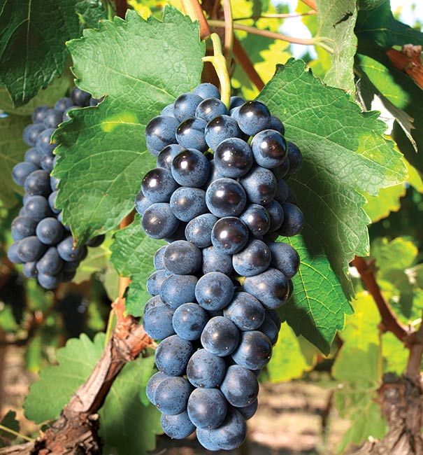 close up of Grape 'Concord' clusters on a vine