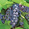close up image of Grape 'Concord' clusters on a vine
